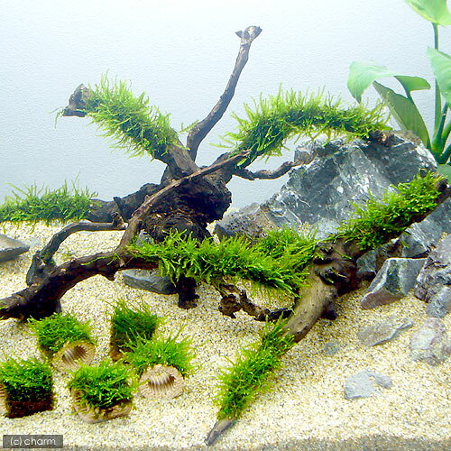 （水草）巻きたて　ジャイアント南米ウィローモス　枝状流木　Mサイズ（約20cm〜）...
