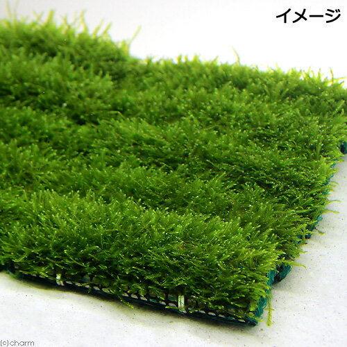 （水草）★育成済★　ウィローモス　マット（5個）　10cm×5cm　国産無農薬　前景草　...