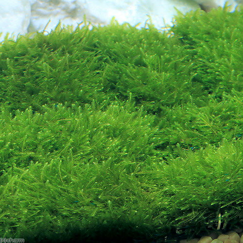 （水草）★育成済★　ウィローモス　マット（5個）　10cm×5cm　国産無農薬　前景草　...