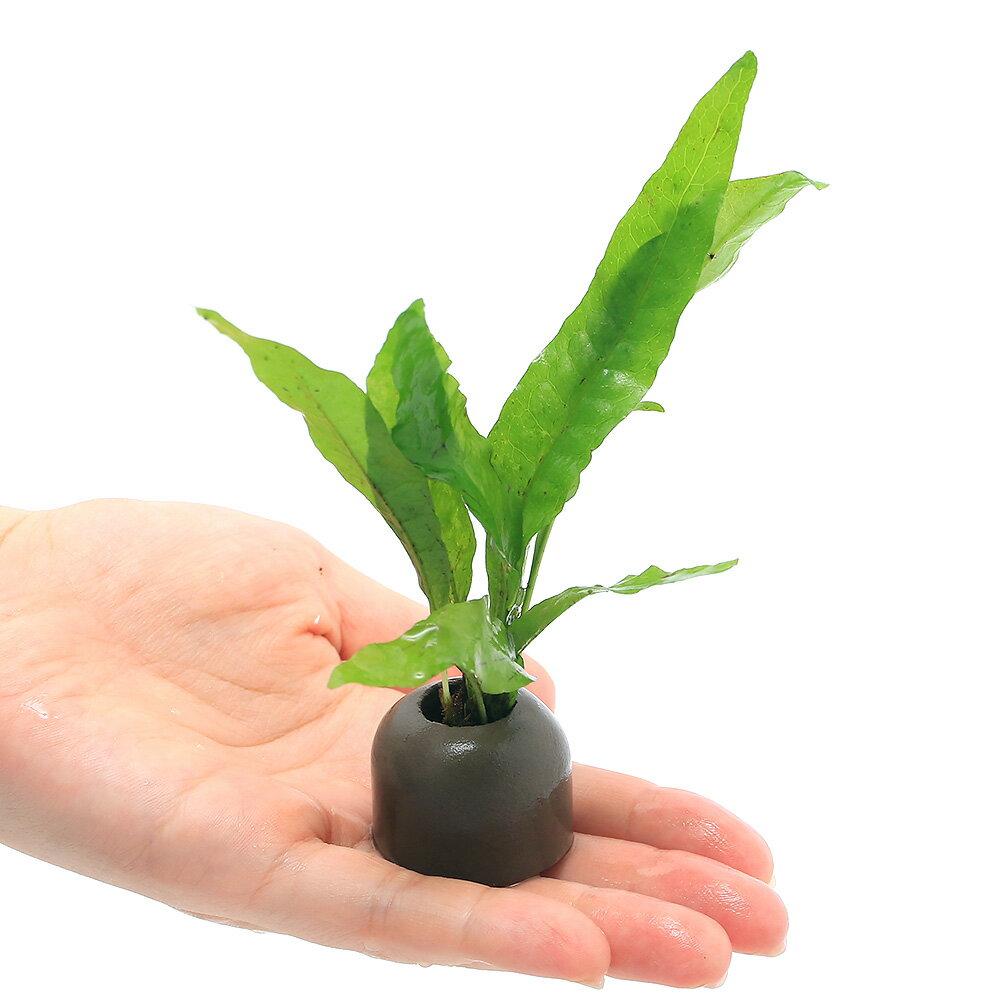 �ʿ���˥����饤�ȥ�󥰡ʥ��졼�˥ߥ������ꥦ�ࡡ�ץƥ��ץ���1�ġ�