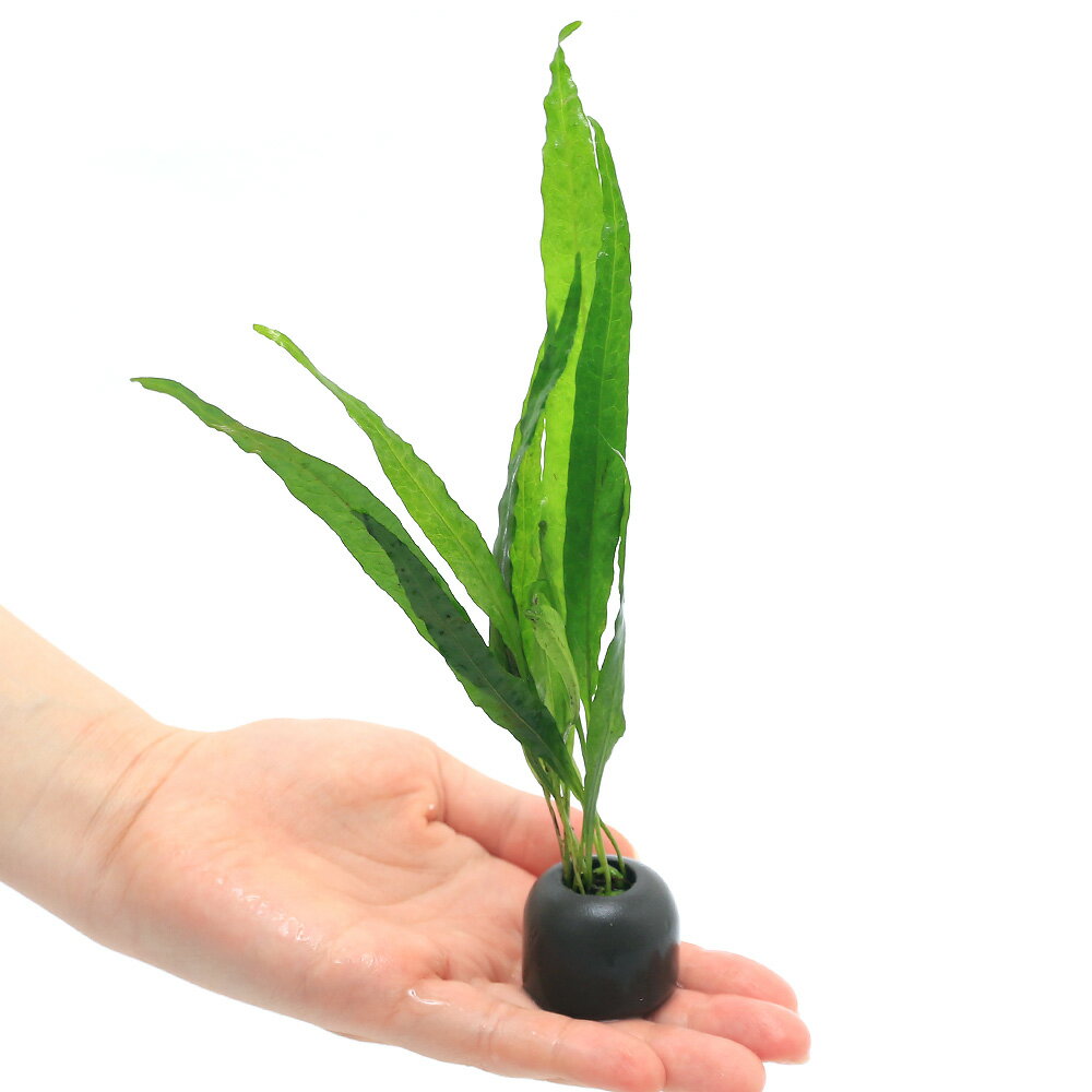 �ʿ���˥����饤�ȥ�󥰡ʥ��졼�˥ߥ������ꥦ�ࡡ�ץƥ��ץ��������ɥ꡼�ա�5�ġ�