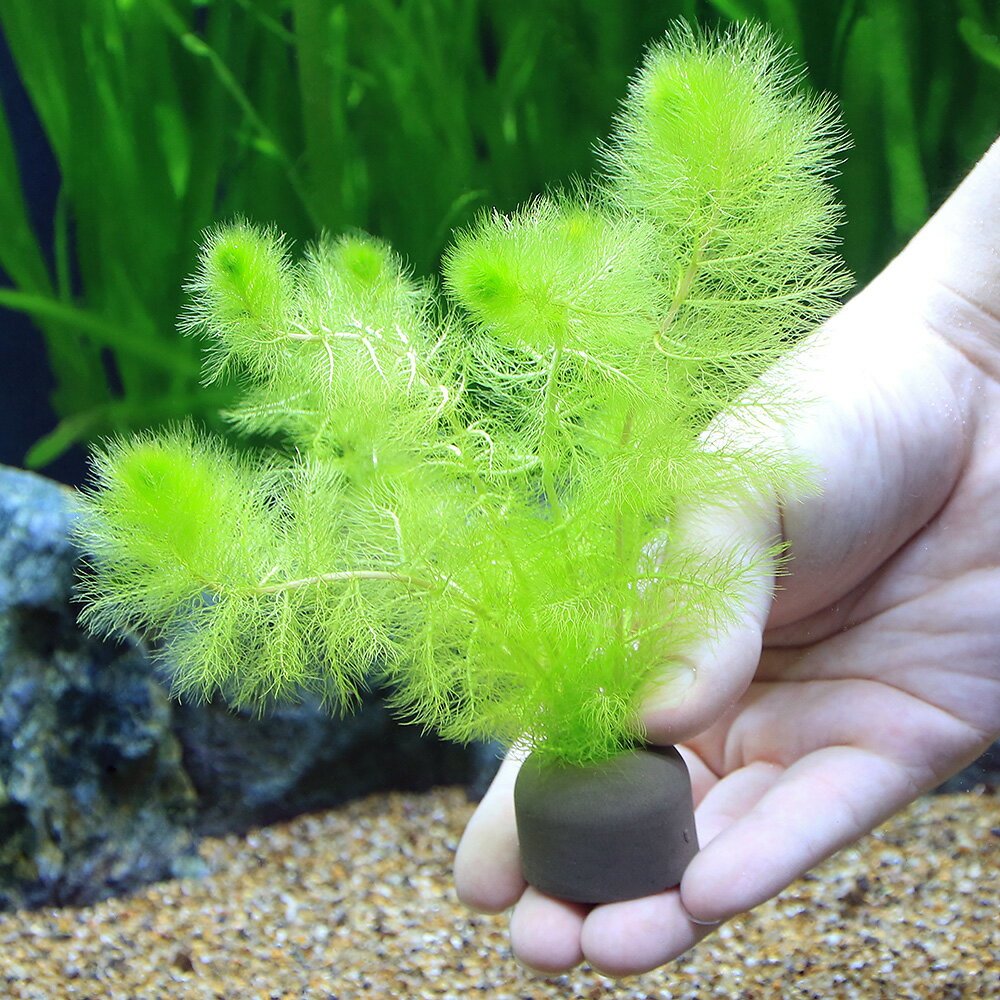 �ʿ���˥������������������饤�ȥ�󥰡ʥ��졼�˥��ȥꥯ��ꥢ�������쥢�ʥΥ��̥���ˡ�̵�����ˡ�1�ġ�