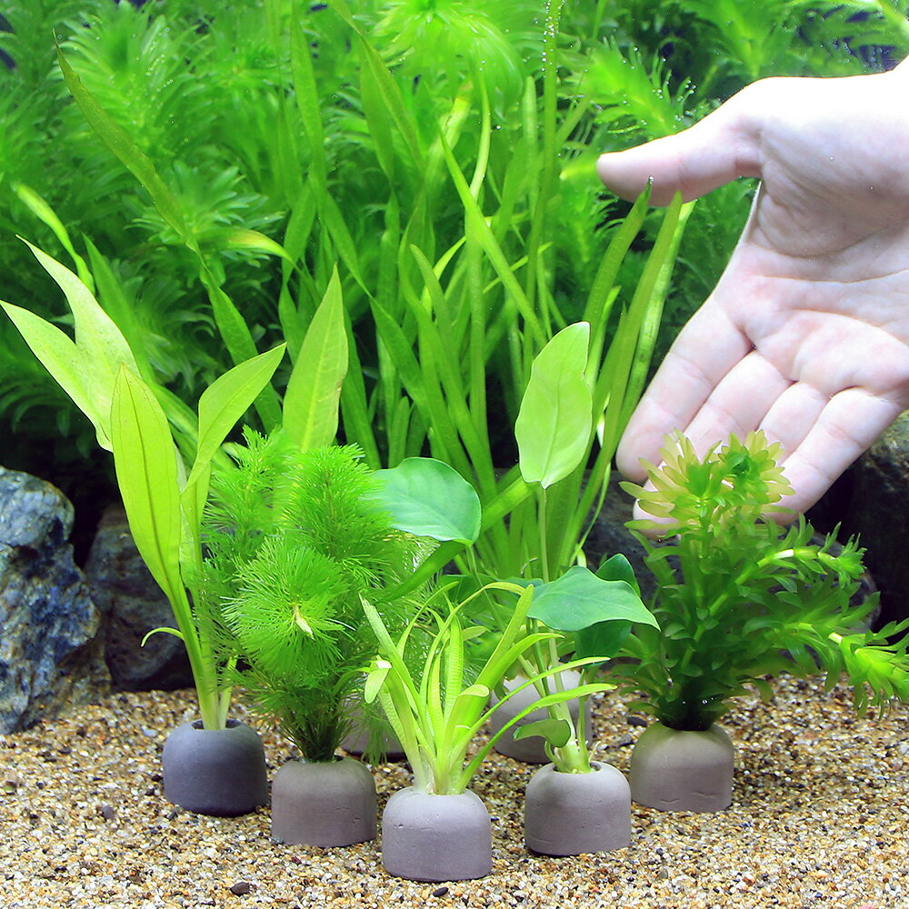 �ʿ���˥����饤�ȥ�󥰡ʥ��졼�˥ӥ��ʡ�7�����åȡ�1�ѥå�����������