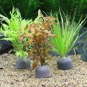 (水草)ゼオライトリング(グレー)おまかせ水草1種(水中葉)(無農薬)(1個)