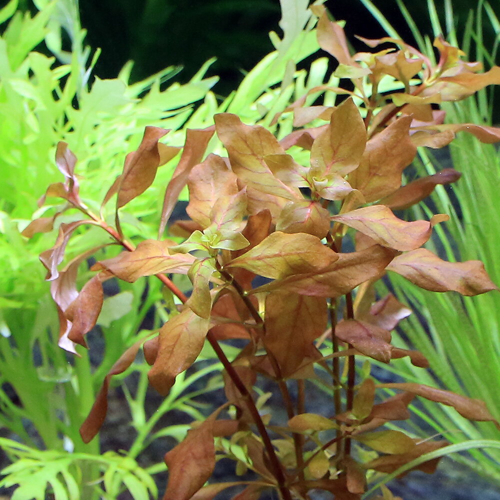 （水草）ゼオライトリング（グレー）おまかせ水草1種（水中葉）（無農薬）（1個）