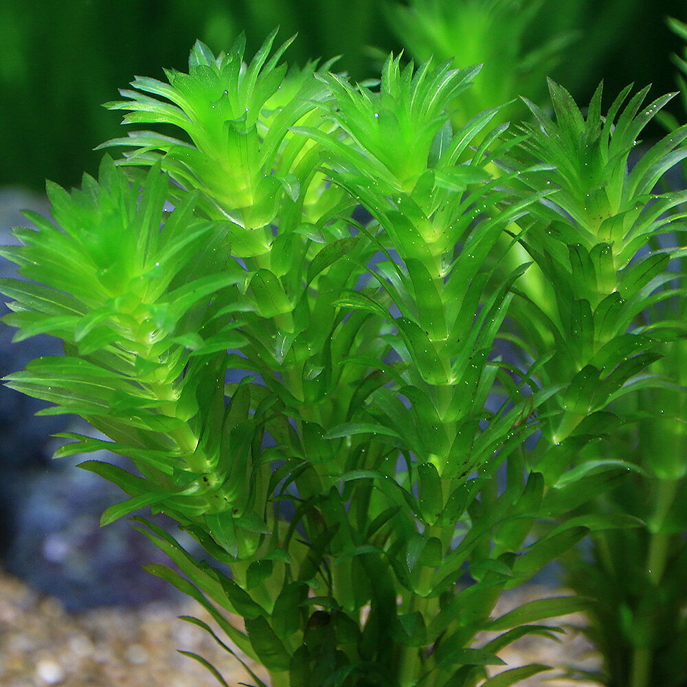 （水草）ゼオライトリング（グレー）メダカ・金魚藻セット（3セット）
