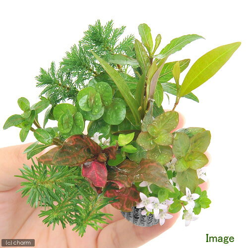 （水草）マルチリングブラック（黒）デルタ　おまかせ寄せ植えミックス（水上葉）...