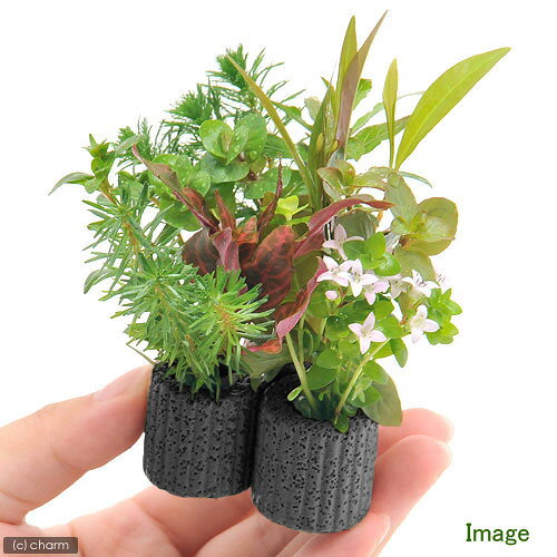 （水草）マルチリングブラック（黒）デルタ　おまかせ寄せ植えミックス（水上葉）...