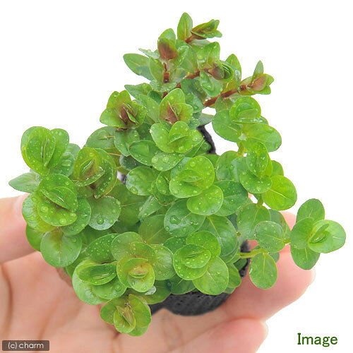 （水草）マルチリングブラック（黒）デルタ　ロタラミックス（水上葉）（無農薬）...