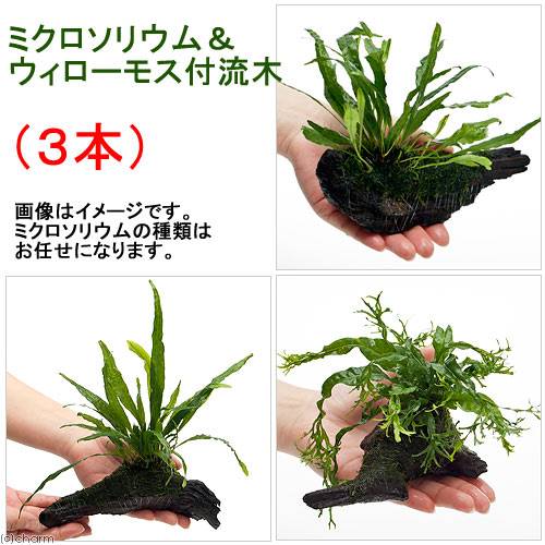 （水草）おまかせミクロソリウム＆ウィローモス付　流木Sサイズ（約15cm前後）（3本）