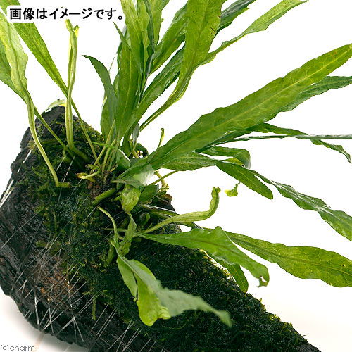 （水草）おまかせミクロソリウム＆ウィローモス付　流木Sサイズ（約15cm前後）（3本）