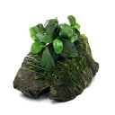 (水草)アヌビアスナナ プチ&ウィローモス 風山石Sサイズ(約10cm前後)(3個)