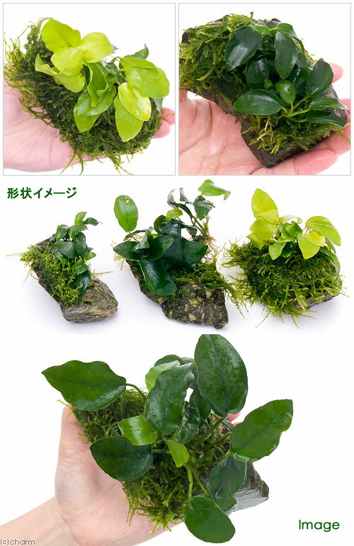 （水草）アヌビアス＆ウィローモス　風山石Sサイズ　3種セット（計3個）