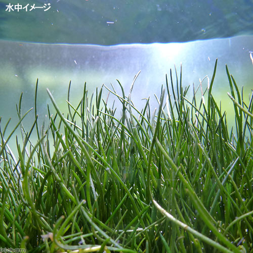 �ʿ���˥�ȥ�顡���˥ե�����ʿ���աˡ�̵�����ˡ�1«��