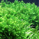 (水草)オレゴンリバーモス(無農薬)(1カップ)