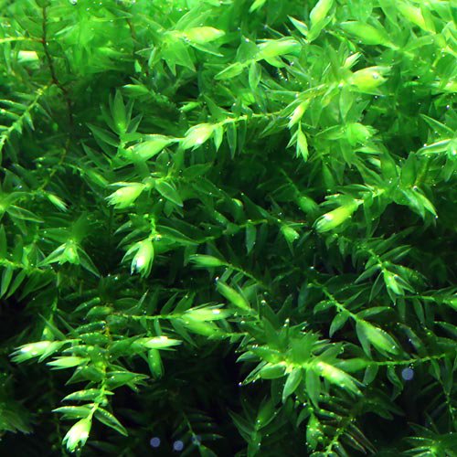 （水草）オレゴンリバーモス（無農薬）（1カップ）