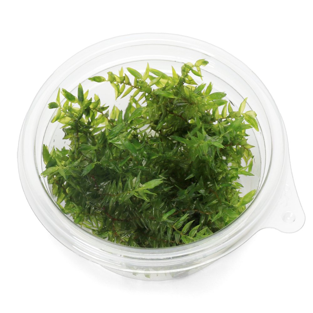 （水草）オレゴンリバーモス（無農薬）（1カップ）