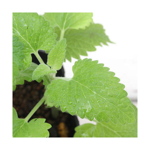 （観葉植物）ハーブ苗　キャットニップ　品種おまかせ　3号（1ポット）　家庭菜園　クラフト