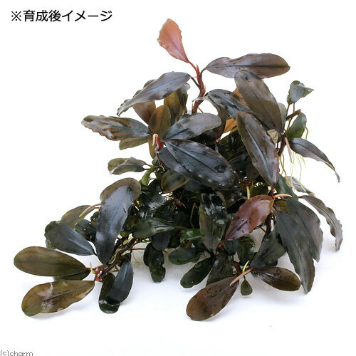 （水草）ブセファランドラsp．Shine　Blue　Carpet（水中葉）（無農薬）（1株）
