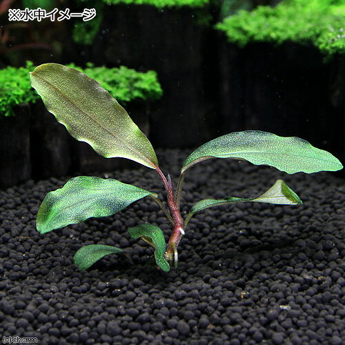 （水草）ブセファランドラsp．Shine　Blue　Carpet（水中葉）（無農薬）（1株）