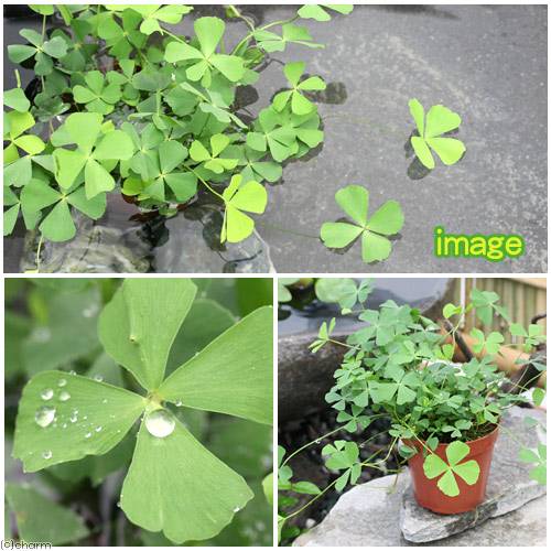 （水草）ベトナムクローバー（水上葉）鉢植え（無農薬）（3鉢）
