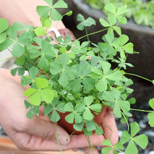 （水草）ベトナムクローバー（水上葉）鉢植え（無農薬）（3鉢）