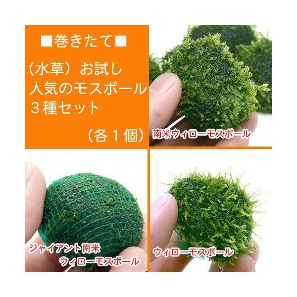 �ʿ���ˤ�����͵��Υ⥹�ܡ��롡3�糧�åȡʿ����աˡ�̵�����ˡʳ�1�ġ�