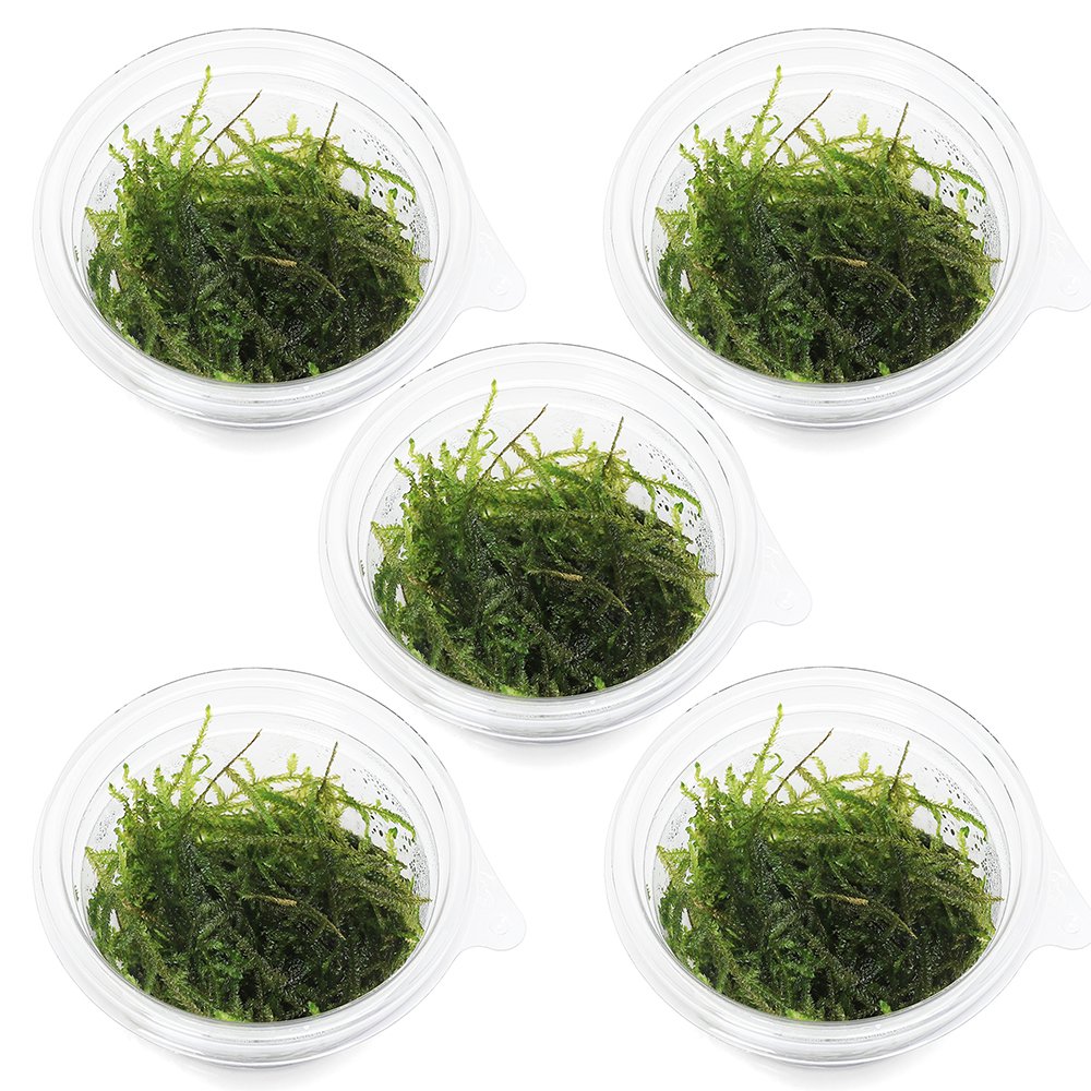 （水草）ウィローモス　ミックス（水中葉）（無農薬）（5カップ）