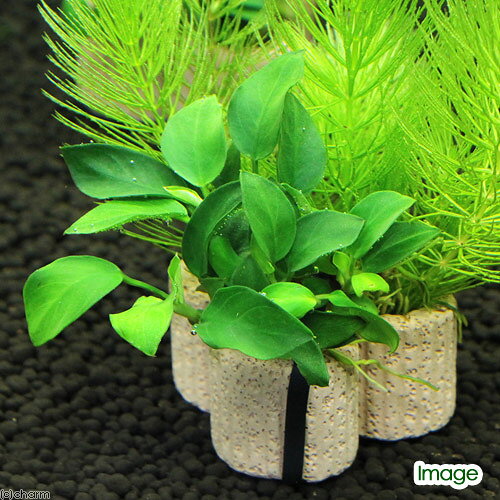 charm 3980 楽天市場店の（水草）ライフマルチ（茶）デルタ　ナナプチカーテン（水上葉）（3個）｜アングル3
