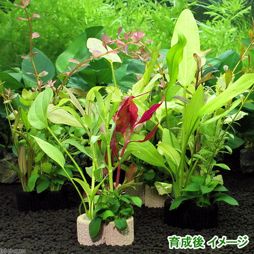 （水草）ライフマルチ（茶）デルタ　ナナプチ＆エキノ有茎草ミックス（水上葉）（1個）