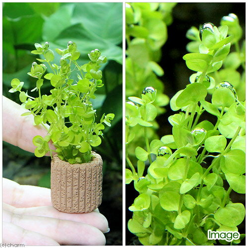 （水草）ライフマルチ（茶）ラージパールカーテン（水中葉）（無農薬）（3個）