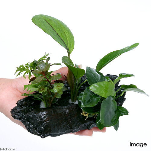 （水草）流木　ザ　ボンサイ　Ver．有茎草＆エキノドルス＆アヌビアスナナ　Sサイ...