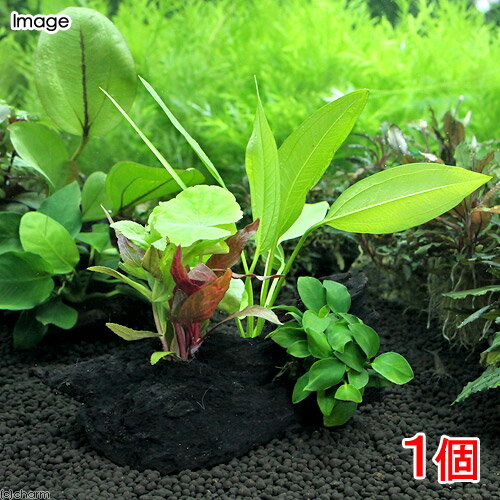 水槽内に置くだけで、存在感抜群のナナプチ付寄せ植えです。植物は流木に固定されている為、水槽内での移動も簡単に行えます。流木　ザ　ボンサイ　ver　エキノドルス＆アヌビアス　ナナプチ発送サイズW8cm×H10cm×D8cm※サイズは大よその目安です。形状や大きさにばらつきがあります。残留農薬状態残留農薬処理済 ※ビーシュリンプのいる水槽には入れないでください。別名アヌビアス　バルテリー　var．ナナ学名（※）Anubias　barteri　var．nana nana［小人、背の低い］（※）…改良品種や学名が不明の種は流通名での記載の場合があります。分類サトイモ科（Araceae）アヌビアス属（Anubias）分布アフリカどんな商品？20cm以上の小型水槽にお勧めです。そのまま水槽のお好みの場所にそっと置くだけの簡単設置！どんな種類？育成難易度　→　★☆☆☆☆ハイグロフィラ、アマゾンソードと並んで水草の入門種に挙げられる代表的な種類で、丸い葉が魅力的です。石や流木に着生（張り付く）する性質がある点、水質に幅広く対応し、低光量にも強く、CO2の添加も必要ないことから幅広い用途に使用できる種類です。アヌビアス・ナナをメインとした水槽は非常に落ち着いた印象を与えます。着生すると言う性質を利用すれば立体的なレイアウトを作成したり、底床が薄くなりがちで、対応器具も少なめで本格的に水草を楽しむにはパワー不足となりやすい小型水槽においても本格的なレイアウトを楽しめる1種です。強い光や、肥料は必要無く、逆にどちらも抑え気味の方が綺麗に育てることができます。CO2の添加が無くても問題なく育ちますが、添加をした方が成長が早いです。コケが付きやすいのですが、葉はしっかりしており食害を受けることがあまり無いので、ヤマトヌマエビやオトシンネグロ等のコケ取り能力の高い生体を多めに入れましょう。着生させる際は既に伸びている根は出来るだけ短くカットしてしまいます（伸びた根には物に張り付く力がありません）。有茎草の様に光に向かって成長する事が無い為、観賞に適した位置になるように調整して構いません。くくり付ける場合は、ウッドタイト等の使用がお勧めです。糸状のものは着生する前に腐ってしまったり、株を傷めたりすることがあるのであまりお勧めできません。環境や維持についてはうるさい所は無いのですが、急な温度変化（特に低水温）や、地下茎のような部分を傷つけたり、通水性が悪くゴミや排泄物が大量に溜まった場合、底床に埋め込んでしまった場合は調子を落とす場合があります。また、真新しいソイルを使用した水槽や、RO水で維持している水槽など、極端に硬度の低い水槽でもやはり調子を落とすことがあります。育成要件＆データ光量　　　　　→　60cm20W1灯以上（800〜1000lm）CO2　　　　→　1滴／5秒（60cm標準水槽相当）pH　　　　　　→　5〜7．5GH　　　　 　 →　0〜8kH　　　　　　→　0〜8温度　　　　　→　20〜28度底砂　　　　　→　ソイル、砂、大磯、植栽位置　　→　前□■■■□後草姿　　　　　→　活着系最大草姿　　→　横15cm　高さ15cm生長速度　　→　遅い増殖方法　　→　株分け※…育成環境は一例です。必ずしもこの環境下であれば育つことを確約するものではございません。注意※画像はイメージです。寄せ植えに使用される水草の品種はお任せとなります。※流木は天然のものを使用しています、表面に樹皮や木くずなどが付着している場合がございますのでご使用時はご注意下さい。PSBQ10　ピーエスビーキュート　淡水用　30mL5個セット　光合成細菌　バクテリア　熱帯魚（生餌）淡水用　微生物で水質向上セット　エサ用ゾウリムシミックス＋PSBQ10　本州四国限定パワーハウス　ベーシック（ソフトタイプ）　Sサイズ　淡水用　5リットル　微酸性　ろ材　pH維持Plants　Green　プランツグリーン　250ml　（水草の栄養液）（熱帯魚）オトシンクルス（3匹）　北海道・九州航空便要保温（エビ）ミナミヌマエビ（10匹）（＋1割おまけ）　北海道・九州航空便要保温Fe　Energy（エフイーエナジー）　400g　5mm　（水草の栄養素）スドー　水草のソフトおもり　（ロールタイプ・1本入り）Fe　Energy（エフイーエナジー）　アクア　濃縮タイプ　20mL　（水草の栄養液）お一人様3点限り　魚が簡単に飼える　リーフプロソイル　pHダウン　8L　pH4．5〜5．5　吸着ソイル　国産　熱帯魚　用品日本動物薬品　ニチドウ　水草が育つCO2リキッド　2本入　（緑） … 熱帯魚　thebonsaiseries　水草　流木付　エビ用水草　wp_kywrd　アヌビアス　ナナ　プチ　ナナプチ　アヌビアスナナプチ　ボンサイ　寄せ植え　20130822　TS　Anubiasbarterivarnana2013　ck95zl8w水草　アヌビアス・ナナ　toppatumizukusa　Aquarius　sp.　アクアリウス　47house　thebonsairyuboku　anubiasu20240110■この商品をお買い上げのお客様は、下記商品もお買い上げです。※この商品には付属しません。■PSBQ10　ピーエスビーキュート　淡水用　30mL5個セット　光合成細菌　バクテリア　熱帯魚（生餌）淡水用　微生物で水質向上セット　エサ用ゾウリムシミックス＋PSBQ10　本州四国限定パワーハウス　ベーシック（ソフトタイプ）　Sサイズ　淡水用　5リットル　微酸性　ろ材　pH維持Plants　Green　プランツグリーン　250ml　（水草の栄養液）（熱帯魚）オトシンクルス（3匹）　北海道・九州航空便要保温（エビ）ミナミヌマエビ（10匹）（＋1割おまけ）　北海道・九州航空便要保温Fe　Energy（エフイーエナジー）　400g　5mm　（水草の栄養素）スドー　水草のソフトおもり　（ロールタイプ・1本入り）Fe　Energy（エフイーエナジー）　アクア　濃縮タイプ　20mL　（水草の栄養液）お一人様3点限り　魚が簡単に飼える　リーフプロソイル　pHダウン　8L　pH4．5〜5．5　吸着ソイル　国産　熱帯魚　用品日本動物薬品　ニチドウ　水草が育つCO2リキッド　2本入　（緑）