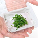 (水草)グロッソスティグマ(水中葉)(無農薬)(半パック分)