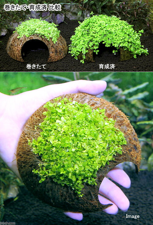 （水草）巻きたて　ココナッツシェルター　ニューラージパールグラス（水上葉）（...