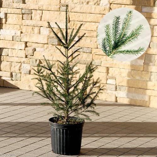 （観葉植物）ドイツトウヒ（1本）（樹高80～100cm前後）（説明書付き） コニファー 才数180 関東当日便