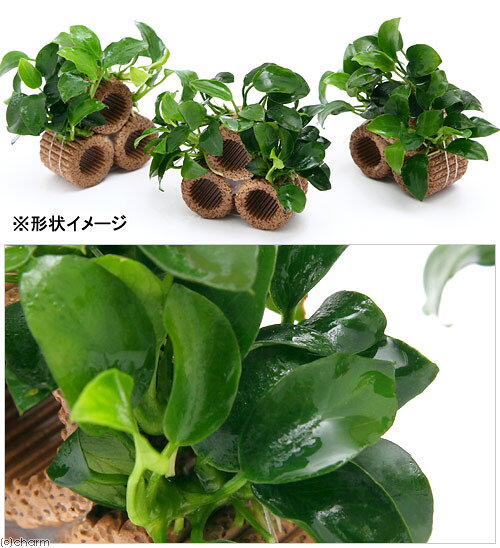 （水草）ライフマルチ（茶）ナナプチコテージ（水上葉）（1個）
