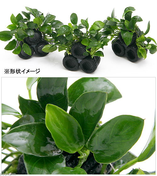（水草）マルチリングブラック（黒）ナナプチコテージ（水上葉）（3個）