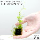 (水草)ライフマルチ(茶)ウィローモス+オーストラリアンノチドメ(無農薬)(3個)
