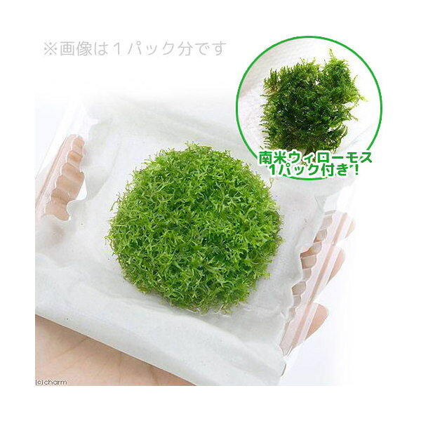 商品画像2