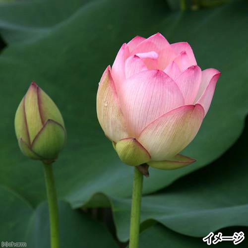 �ʥӥ��ȡ��ס�ϡ���ϥ��Υ��͡���5γ��