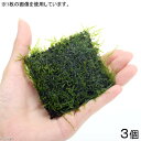 (水草)★育成済★ ウィローモス ハーフクッション(水中葉)(無農薬)(3個)