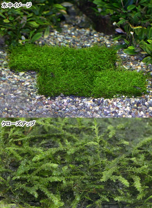 （水草）★育成済★　ウィローモス　ハーフクッション（水中葉）（無農薬）（3個）