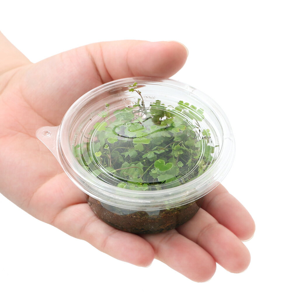 �ʿ���˥������ȥ�ꥢ�󡡥Υ��ɥ�ʿ���ա˥ץ�󥫥åס�̵�����ˡ�1�ġ�