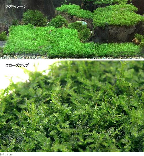 �ʿ���˥إ������饹�����硼�ȡܥ��������⥹�����å����