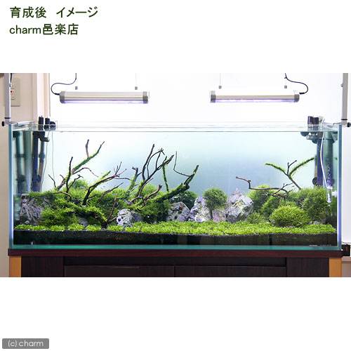 �ʿ���˥إ������饹�����硼�ȡܴ������ơ����������⥹�������С�SS��������8cm�ʲ���