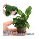 (水草)アヌビアスナナ+巻きたて ウィローモス 流木 SSサイズ(約10cm)
