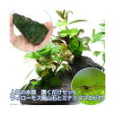 (エビ)(水草)人気の水草 置くだけセット ウィローモス 風山石とミナミヌマエビ付(水中葉)