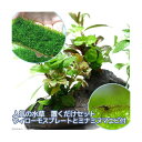 (エビ)(水草)人気の水草 置くだけセット ウィローモスプレートとミナミヌマエビ付(水中葉)