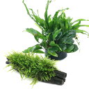 (水草)ハニカムシェルター 寄せ植えミックス Ver.ミクロ&アヌビアス+ウィローモス 流木Sサイズ付